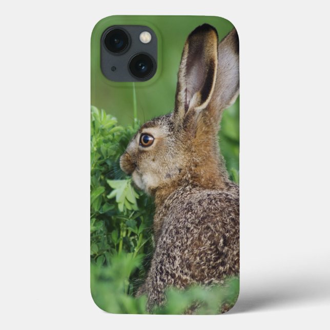 Funda De Case-Mate Para iPhone Brown Hare, Lepus europaeus, young eating, (Reverso)