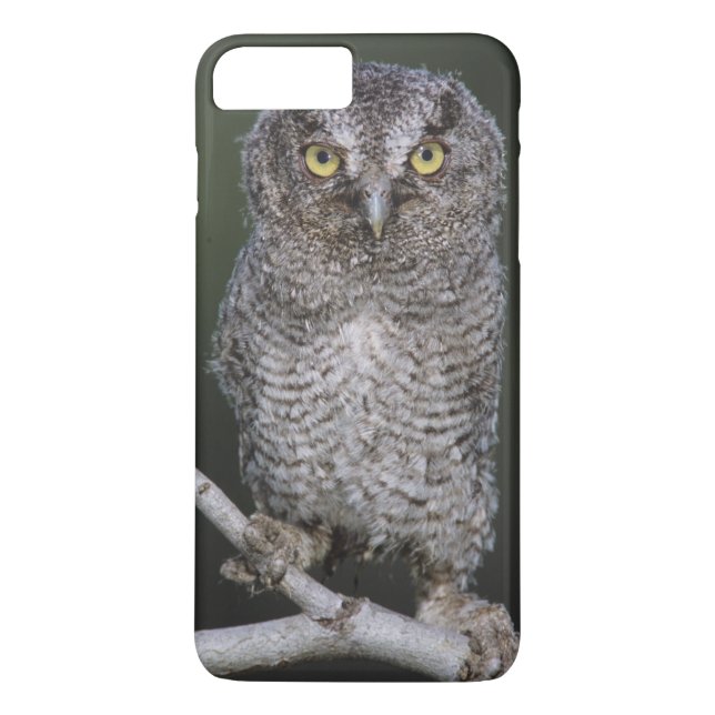 Funda De Case-Mate Para iPhone Búho Chillón Oriental, Megascops asio, Otus 2 (Reverso)