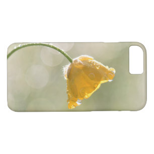 title_seo2 Buttercup matutino