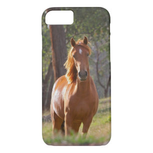 title_seo2 Caballo en las maderas