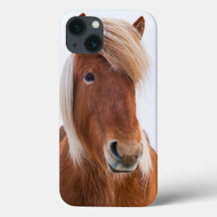 title_seo2 Caballo islandés durante el invierno 2