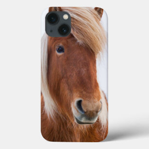 title_seo2 Caballo islandés durante el invierno 2