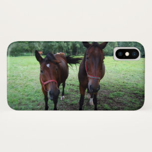 title_seo2 Caballos en el pasto