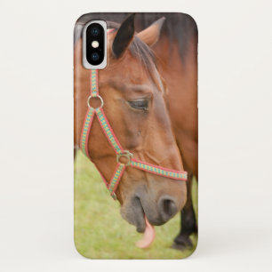 title_seo2 Cabeza de caballo 002