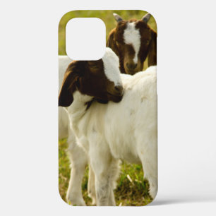 Funda Para iPhone 12 Pro Cabras Boer curiosas en granja soleada Naturaleza