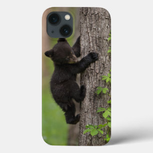 title_seo2 Cachorro de Oso Negro Subiendo un Árbol