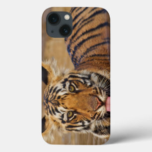 title_seo2 Cachorro de tigre real de Bengala, agua potable