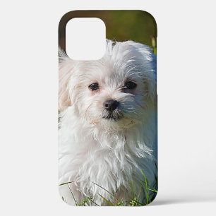 Funda Para iPhone 12 Cachorro maltés en la hierba