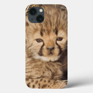 title_seo2 cachorro masculino viejo de 19 días. Namibia