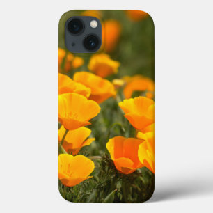 title_seo2 Cachorros de California, Parque Estatal Montana de