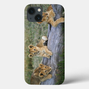 Funda Para iPhone 13 Cachorros de león en el registro, Panthera leo,