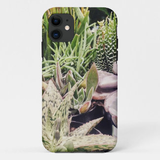 title_seo2 Cactus Garden