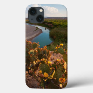 title_seo2 Cactus Pear Prico (Opuntia Sp.)