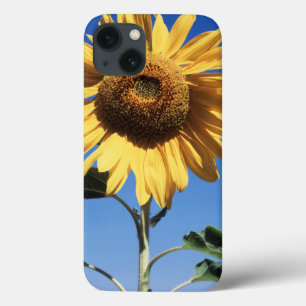 Funda Para iPhone 13 California, un girasol gigante (Helianthus) 3