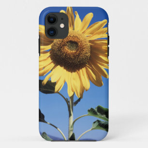 title_seo2 California, Un Girasol Gigante (Helianthus) 3