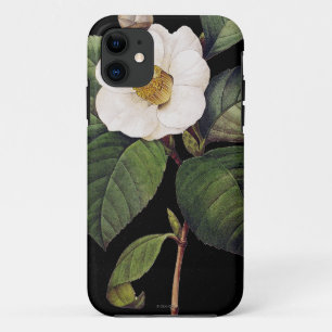 title_seo2 Camelia blanca