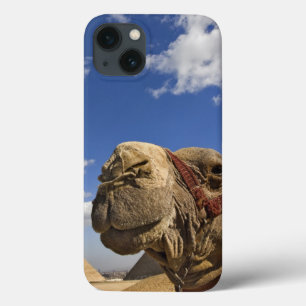 Funda Para iPhone 13 Camello frente a las pirámides de Giza, Egipto,