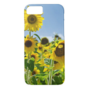 title_seo2 campo de girasol