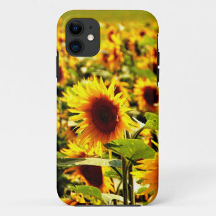 title_seo2 Campo de girasoles