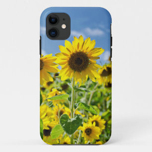 title_seo2 Campo de girasoles