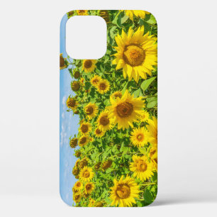 Funda Para iPhone 12 Campo de girasoles, día soleado de verano.