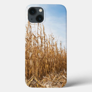 Funda Para iPhone 13 Campo de maíz en parte cosechado