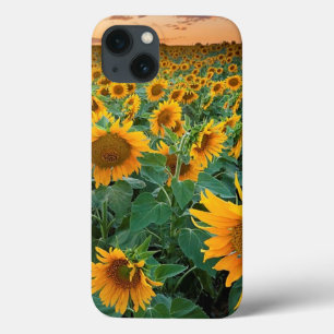 title_seo2 Campo del girasol en Longmont, Colorado