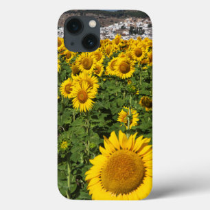 title_seo2 Campos de girasol, ciudad de Bornos, en una colina