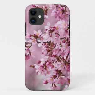 title_seo2 Capas pastel de rosa de flor de cerezo Sakura