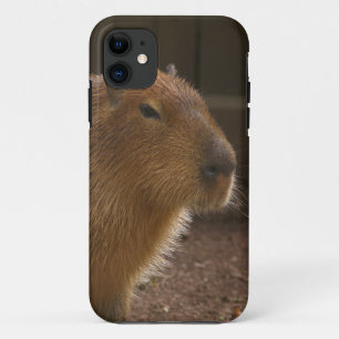 title_seo2 Capibara