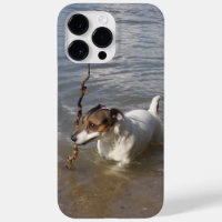 Capo von Oppenheim Jack Russell Terrier, Perro