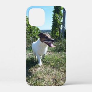 title_seo2 Capo von Oppenheim Jack Russell Terrier, Perro
