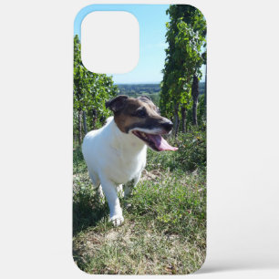 title_seo2 Capo von Oppenheim Jack Russell Terrier, Perro