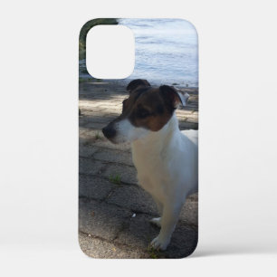 title_seo2 Capo von Oppenheim, perro Terrier Jack Russell