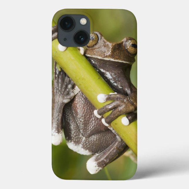 Funda De Case-Mate Para iPhone Captive Tapichalaca Tree Frog Hyloscirtus (Reverso)