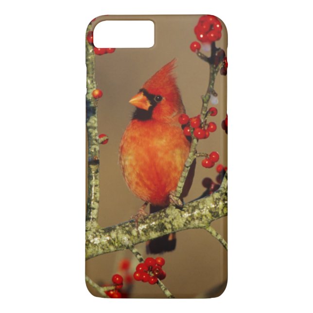 Funda De Case-Mate Para iPhone Cardenal norteño macho posado, IL (Reverso)