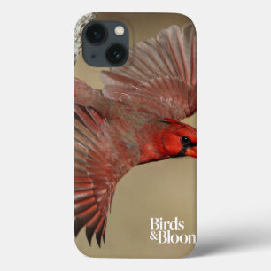 Funda Para iPhone 13 Cardenal septentrional en vuelo