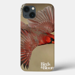 Funda Para iPhone 13 Cardenal septentrional en vuelo
