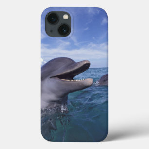 title_seo2 Caribbean, Bottlenose