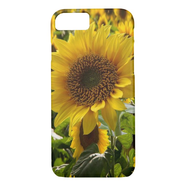 Funda De Case-Mate Para iPhone Cases de IPhone girasoles (Reverso)