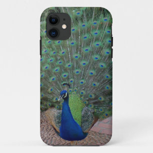title_seo2 Caso del iPhone 5 del pavo real