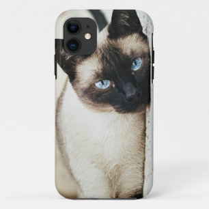 title_seo2 caso del iphone del gato siamés