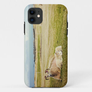 Funda Para iPhone 11 Caso islandés del iPhone de las ovejas