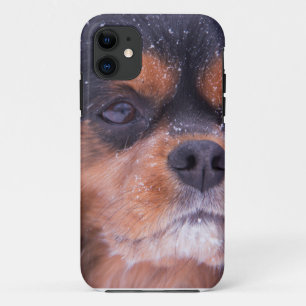title_seo2 Cavalier King Charles Spaniel Copo de nieve