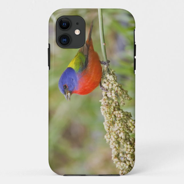 Funda De Case-Mate Para iPhone Cazamoscas pintado (Passerian ciris) macho aliment (Reverso)