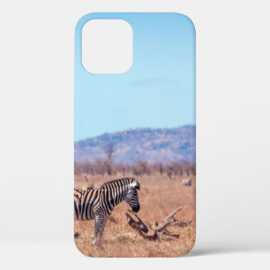 Funda Para iPhone 12 Cebra de llanuras en el parque nacional de Kruger,