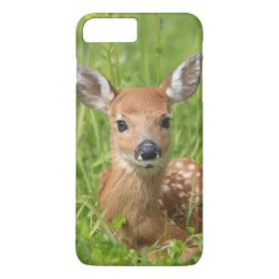 title_seo2 Cervatillo