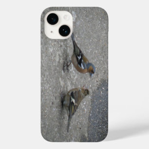 title_seo2 Chaffinch Feed Me