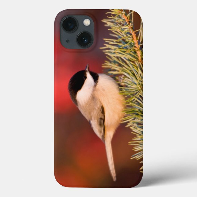 Funda De Case-Mate Para iPhone Chickadee de Carolina en cedro de atlas azul (Reverso)