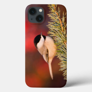Funda Para iPhone 13 Chickadee de Carolina en cedro de atlas azul